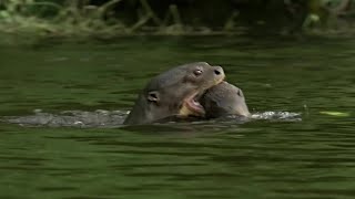 Otter Family Defeats Caiman in an Incredible Fight  BBC Earth [upl. by Maddy]