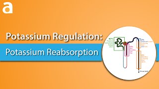 Potassium Regulation Potassium Reabsorption [upl. by Yrret]