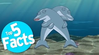 Top 5 Freaky Facts About Dolphin Sex [upl. by Va]