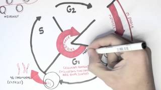 Cell Cycle Overview Interphase [upl. by Hendon]