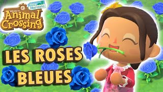 Obtenir une Rose Bleu  Animal Crossing New Horizons [upl. by Dyan]