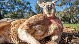 Buff Kangaroo Gets Girls by Flexing Muscles [upl. by Nylarak642]