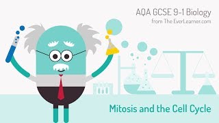 AQA GCSE 91 Biology Mitosis and the Cell Cycle [upl. by Annahsirhc]