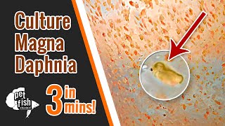 How to culture DAPHNIA MAGNA  The easy way [upl. by Bohi714]