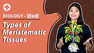 Types of Meristematic Tissues  Hindi  Biology [upl. by Yorel]