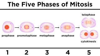 Mitosis How One Cell Becomes Two [upl. by Nnairam]