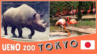 A Visit to the Ueno Park Zoo  Japans oldest zoo  Tokyo Zoo  Travel Vlog [upl. by Neelrad654]