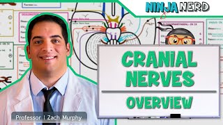 Neurology  Cranial Nerves Overview [upl. by Oilisab]