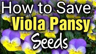 How to Save Viola and Pansy Seeds  Gardening for Beginners [upl. by Lennad23]