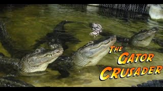 What Sounds Do Alligators Make [upl. by Ottie583]