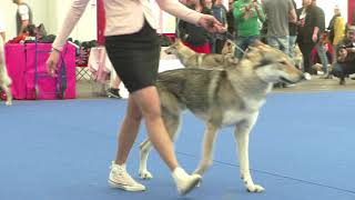 Specialty Czechoslovakian Wolfdog Males Working Class [upl. by Gorrian]