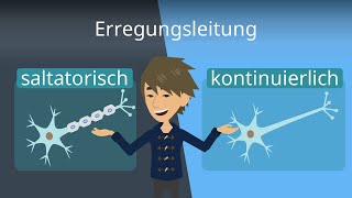 Erregungsleitung im Axon  Saltatorisch und kontinuierlich [upl. by Allisurd]