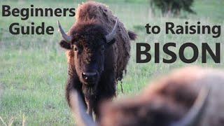 How To Raise BISON [upl. by Orwin640]