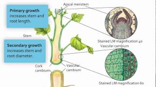 Visualizing Meristematic Tissue [upl. by Ylrak]