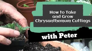 How to Take and Grow Chrysanthemum Cuttings  Garden Ideas [upl. by Llednyl370]