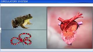 CBSE Class 11 Biology  Body Fluids and Circulation  Full Chapter  By Shiksha House [upl. by Eecram]