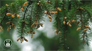 Rainy Forest Sounds for Sleeping Meditation and Study 🌧️ 3 Hours White Noise Gentle Rain [upl. by Slotnick]