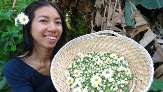 Chinese Chrysanthemum Care and Autumn Harvest [upl. by Yumuk]