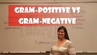 Gram Positive and Gram Negative Bacteria [upl. by Feledy]