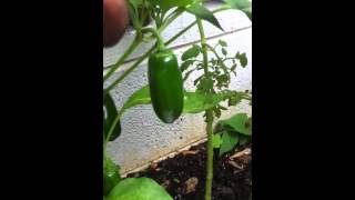 Simple Way Of Harvesting Jalapeño Peppers [upl. by Aitahs]