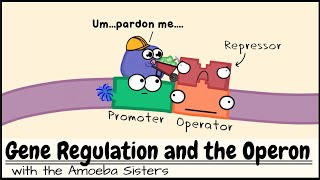 Gene Regulation and the Operon [upl. by Salas]