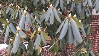 Why do Rhododendron leaves droop and curl in the winter Thermotropism [upl. by Rramel]