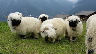 Valais Blacknose sheep [upl. by Arikehs]