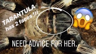 My tarantula has quotTWO FACESquot  Stuck head molt  What do I do [upl. by Nytsirc]