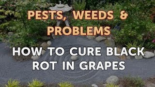 How to Cure Black Rot in Grapes [upl. by Quitt]