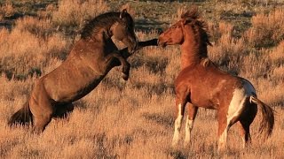 South Steens stallion quotValorquot in battle for mares [upl. by Lin]