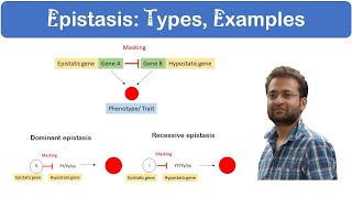 What is Epistasis Dominant vs Recessive Examples [upl. by Okihcas]