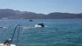 Golfinhos do Sado os nossos mais simpáticos vizinhos🐬🐬🐬 [upl. by Hali80]