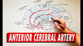 MNEMONIC Brains Blood Supply MEMORIZE in 3 Minutes [upl. by Valeta950]