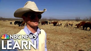 Cattle Ranching in the Texas Panhandle [upl. by Kelda]