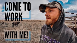 DAY IN THE LIFE of a Cattle Rancher [upl. by Okihcas]