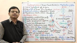 Diabetes Mellitus Part10 Mechanism of Action of Sulfonylurease  Antidiabetic Drugs  Diabetes [upl. by Suivatra629]