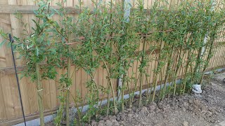 Willow Salix Coppicing and Growing a Fedge How I Grew A Hedge From The Cuttings pollarding [upl. by Poll]