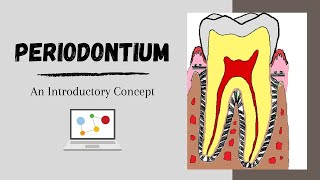 Periodontium Introductory Concepts [upl. by Gussman594]