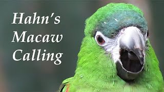 Hahns Macaw Call [upl. by Salman941]