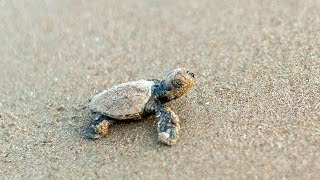 Newborn baby turtle in Zakynthos Kalamaki Beach [upl. by Eniaral]