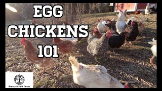 Beginners Guide To Egg Laying Chickens  Egg Chickens 101 [upl. by Helbonnah]