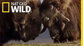 A Muskox FaceOff  Polar World [upl. by Francois]