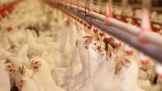 Water Disinfection in the Poultry Industry [upl. by Brinna]