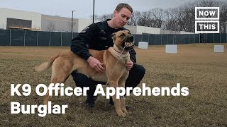 Bodycam Footage Shows Police K9 Apprehend Suspected Bank Robber  NowThis [upl. by Tandie]