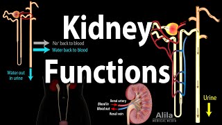 Kidney Homeostatic Functions Animation [upl. by Akinohs]