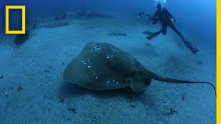 Largest Known Marine Stingray Study  National Geographic [upl. by Ancilin516]