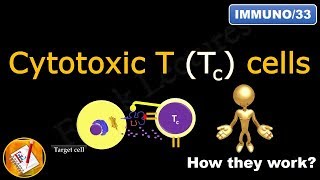 Cytotoxic T Tc cells or Killer T cells FLImmuno33 [upl. by Yllib856]