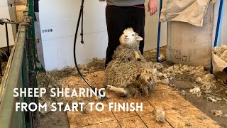 Sheep Shearing From Start to Finish [upl. by Ttennej]