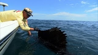 Sailfish Fishing Florida and Catching Cobia Ocean Fishing [upl. by Yrred]