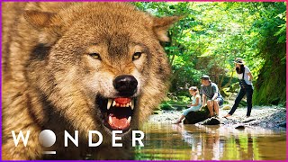 Family Vacation Goes Horribly Wrong After Savage Wolf Attack  Wonder [upl. by Melvena]